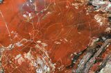 Deep Red Arizona Petrified Wood Slab - #45353-1
